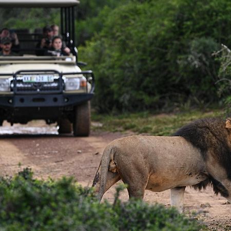 Addo Elephant Safari Lodge - Bellevue Forest Reserve Paterson Eksteriør bilde